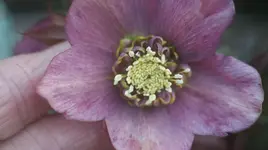 dunkelrosa Anamone.webp