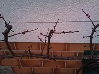 DSC_0263.webp