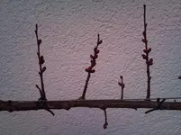 DSC_0264.webp