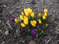 krokusse.webp