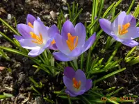 01505.03.2211.webp