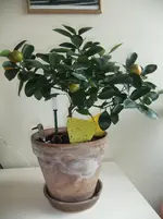 DSCF2457.webp