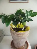 DSCF2459.webp