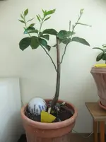 DSCF2454.webp