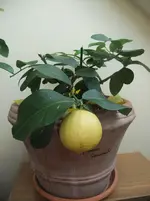 DSCF2455.webp