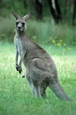 04-Blue_Mountains_Nationalpark-Kangaroos_(9).webp