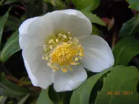 118Blüten.webp