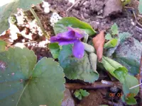 119Blüten.webp