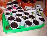 TOMATEN.webp
