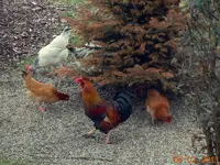 021Huhn.webp