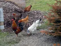022Huhn.webp