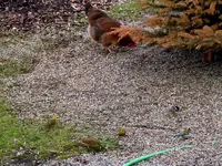 024Huhn.webp