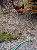 023Huhn.webp