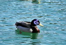 DSC00733.webp