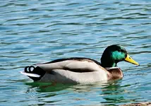 DSC00736.webp