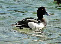 DSC00739.webp