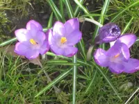 krokusse in lila.webp