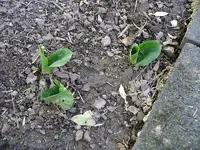 IMGP0089.webp