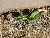 IMGP0091.webp