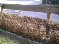 Spierenhecke 07.03.2011.webp