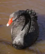 Trauerschwan2.webp