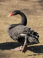 Trauerschwan1.webp
