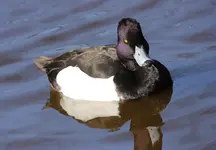 Reiherente.webp