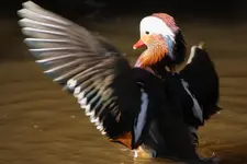 Mandarinerpelgymnastik.webp