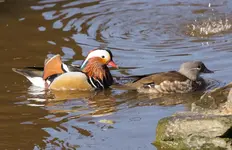 Mandarinentenpärchen.webp