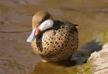Bahamaente2.webp