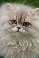 IMG_0136_400x600.webp
