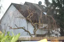 Korkenzieherweide 1.webp