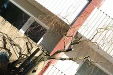 Korkenzieherweide 2.webp