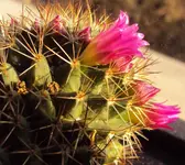 DSC00965 - 2011-03-08 mammillaria ernestii blüte.webp