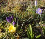 DSC00958 - 2011-03-08 - krokusse untersch farben.jpg