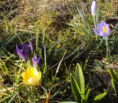DSC00958 - 2011-03-08 - krokusse untersch farben.webp