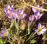 DSC00961 - 2011-03-08 - krokusse flieder.webp