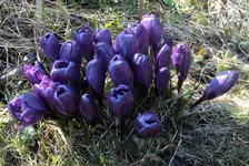 DSC00963 - 2011-03-08 - krokusse blau.webp