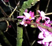 DSC00969 - 2011-03-08 - seidelbast blüten.webp