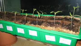 Tomatenanzucht 2011 001.webp