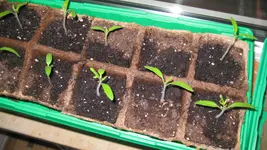 Tomatenanzucht 2011 002.webp