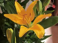 110.webp