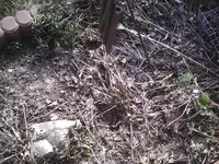 PIC00023.webp