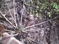 PIC00024.webp