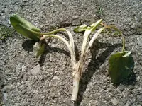 HPIM9890.webp