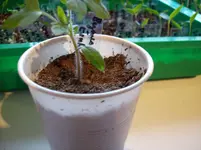 100_2599.webp