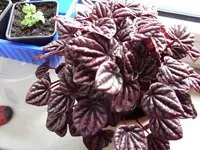 fotos 007.webp