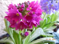 009.webp