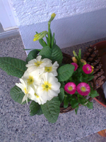 bepflanzter Korb mit Belli Primel Narzissen.webp