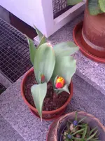 die erste Tulpe Flair ist zu sehen.webp